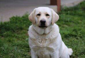 Laurel Forks Graystone Golden Girl