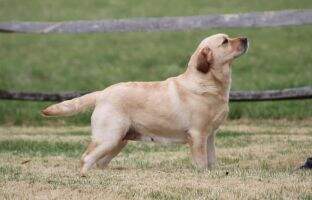 Ravenwood's Canary Ravenwood's Canary