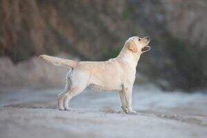 MEYERDOGS ALPINA MEYERDOGS ALPINA