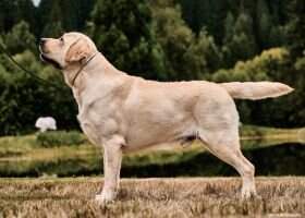 Dynamite Jack Bella Mare
