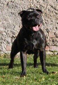 Aldwych Heartthrob Willi